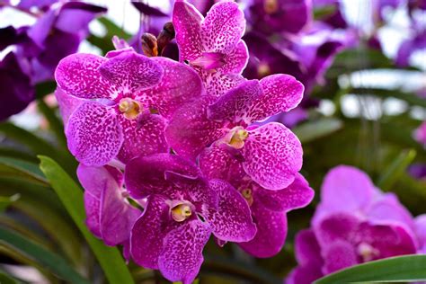 flowers that are similar to orchids